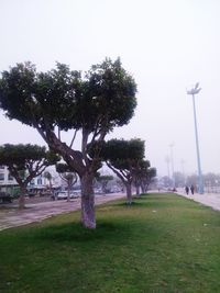 Trees in park