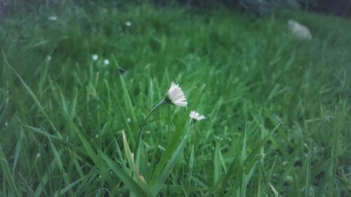 Close-up of bird flying over grass