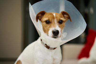 Close-up of dog in protective cone after operation