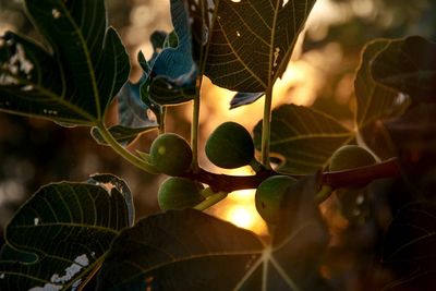 Close-up of fruits on leaves