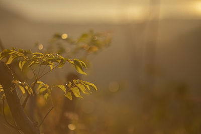 Close-up of plant against blurred background