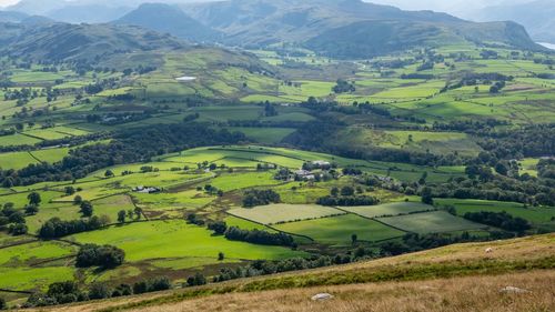 Scenic view of agricultural field