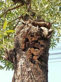 Low angle view of a tree