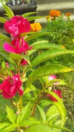 Close-up of pink flowering plant