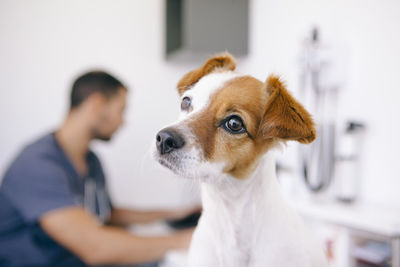 Side view of a dog