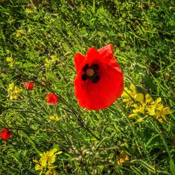 Close-up of red poppy blooming on field