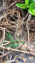 High angle view of nest on field