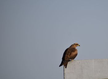 Bird perching on wall against clear sky