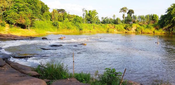 Scenic view of river amidst trees in forest