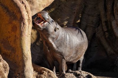 Close-up of hippopotamus 