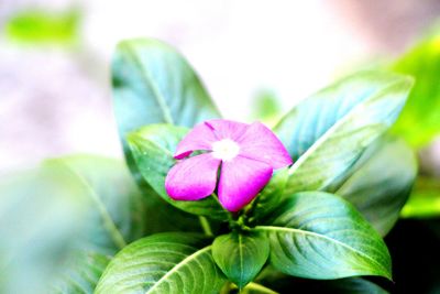 Close-up of pink flower blooming outdoors