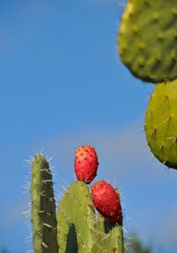 Close-up of strawberries