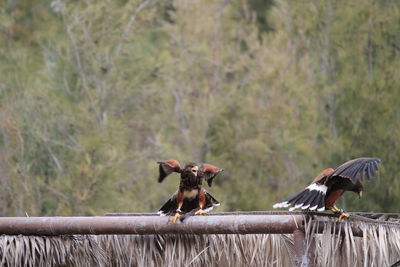 Eagles perching on metallic structure against trees