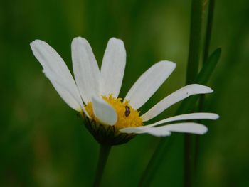 Close-up of white daisy flower