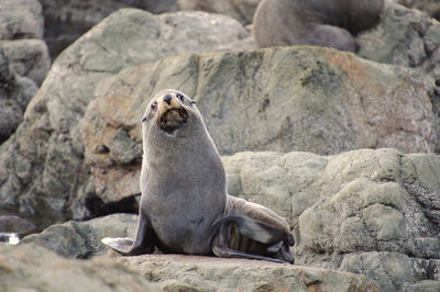 Sea lion on rock