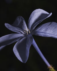 Close-up of purple flower against black background