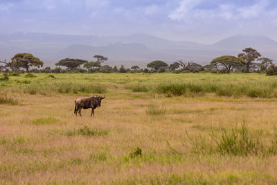 Horses in a field