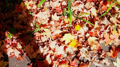 Leaves on tree trunk