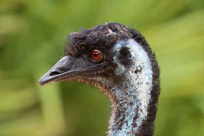 Close-up emu head side view