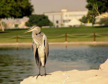 Close-up of a bird against blurred water