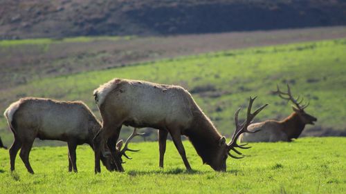 Herd of elk grazing in a field