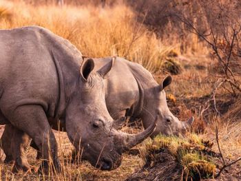 Close-up of rhinoceros on field