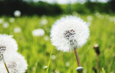 Close-up of dandelion on field