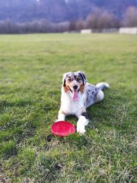 Portrait of dog lying on field