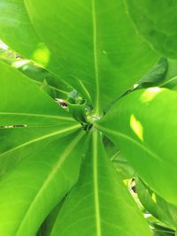 Close-up of green leaves