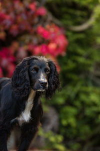 Close-up portrait of dog