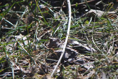 High angle view of crab on field