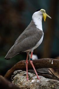Close-up of bird perching outdoors