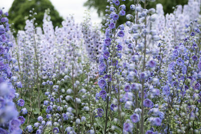 Close-up of purple flowering plants on field