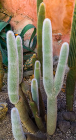 High angle view of succulent plant