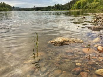 High angle view of ducks swimming in lake