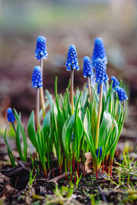 Grape hyacinth, muscari armeniacum - blue flowers in early spring garden