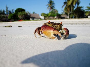 Close up of animal shell