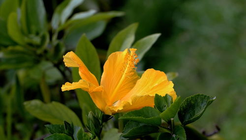 Close-up of yellow flowering plant