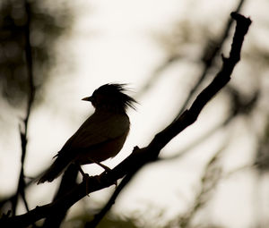Low angle view of bird perching on a tree