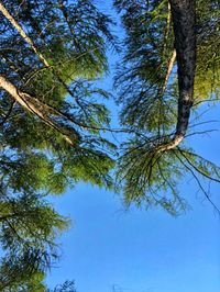 Low angle view of pine tree against sky