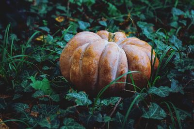 Close-up of pumpkins on field