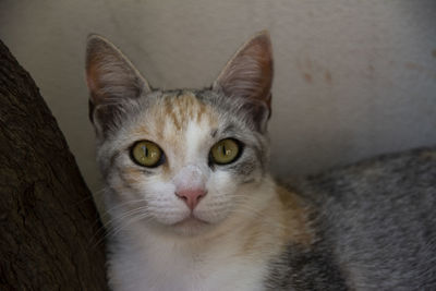 Close-up portrait of tabby cat