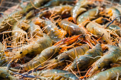 Close-up of shrimp for sale in market