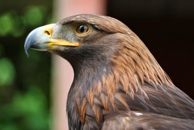 Close-up of eagle