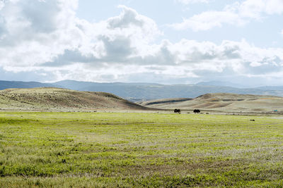 Scenic view of grassy field against sky