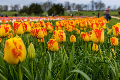 Close-up of red poppy flowers on field