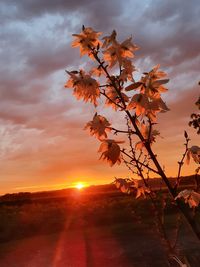 Close-up of plant growing on field against sky during sunset