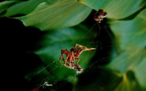 Close-up of spider on web during a meal