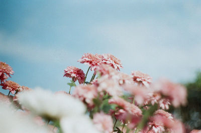 Close-up of pink cherry blossoms in spring