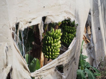 Close-up of fruits and leaves